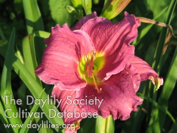 Daylily Victorian Star